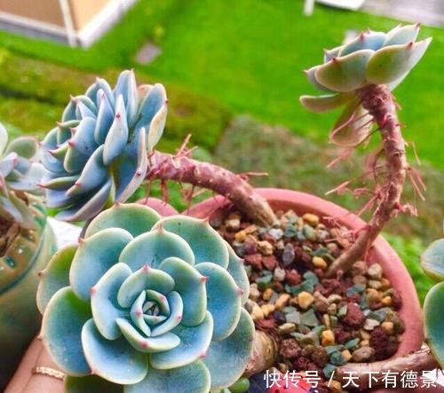 植株|多肉长出白色须根，应该如何解决？一起来看看老花农怎么做