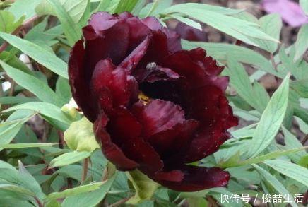 长春花|喜欢牡丹,不如养“稀有名品”初乌,花色如墨,娇艳美丽