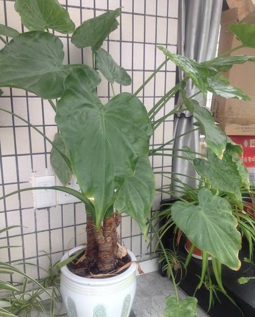 告诉爸妈,春天养花,这“4种”花别养,个个是毒花