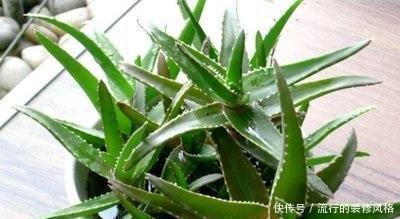 养花要会挑选,3种花养人,卧室养1盆,不失眠、睡得香