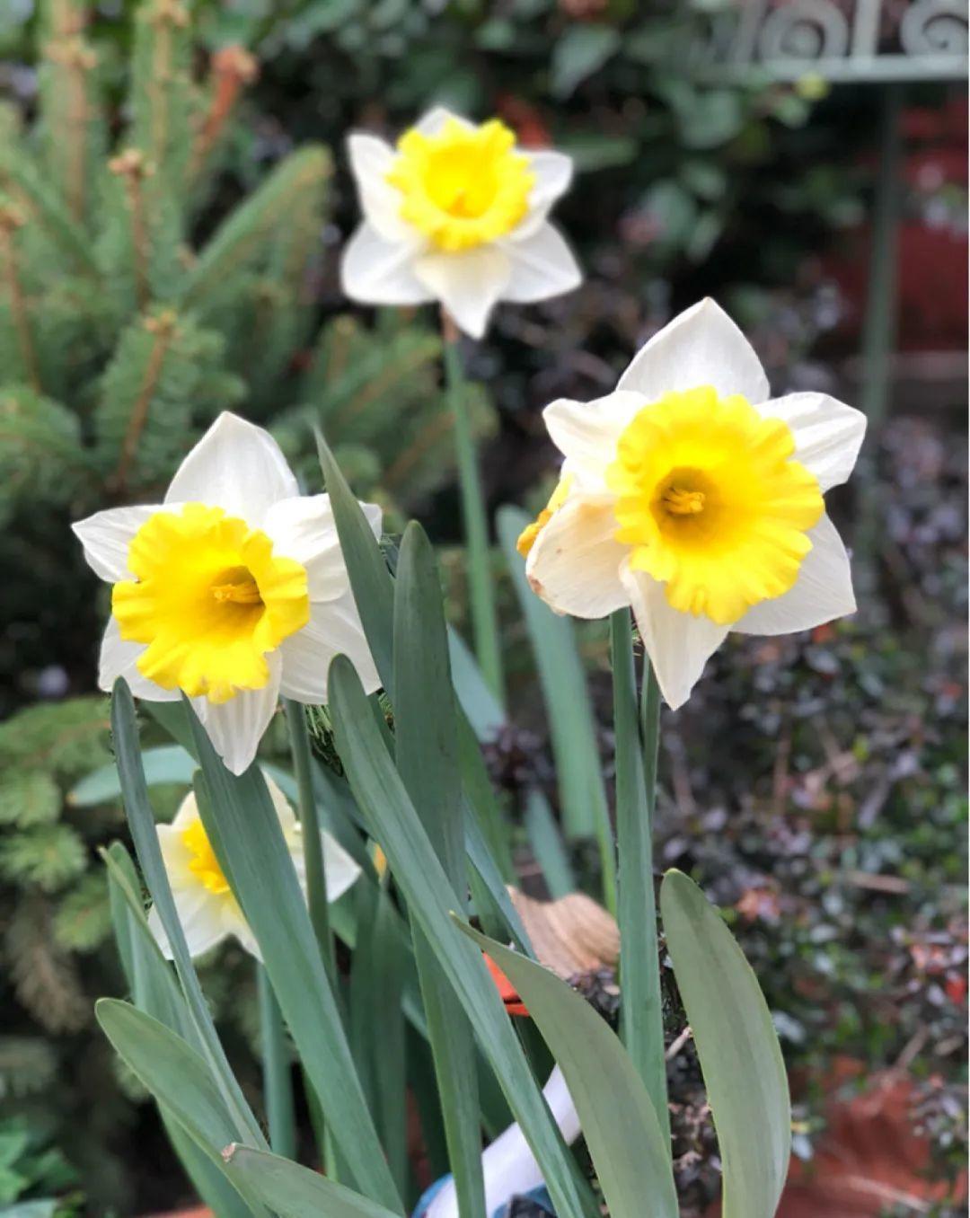 秋天|秋天必养的11种花，冬天特别耐寒，南北方都能养