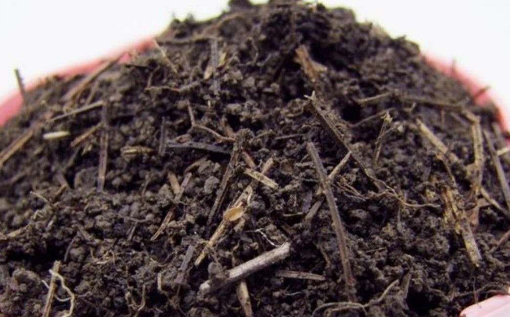 养花用松针土,3件细节要做好,否则对花卉生长不利