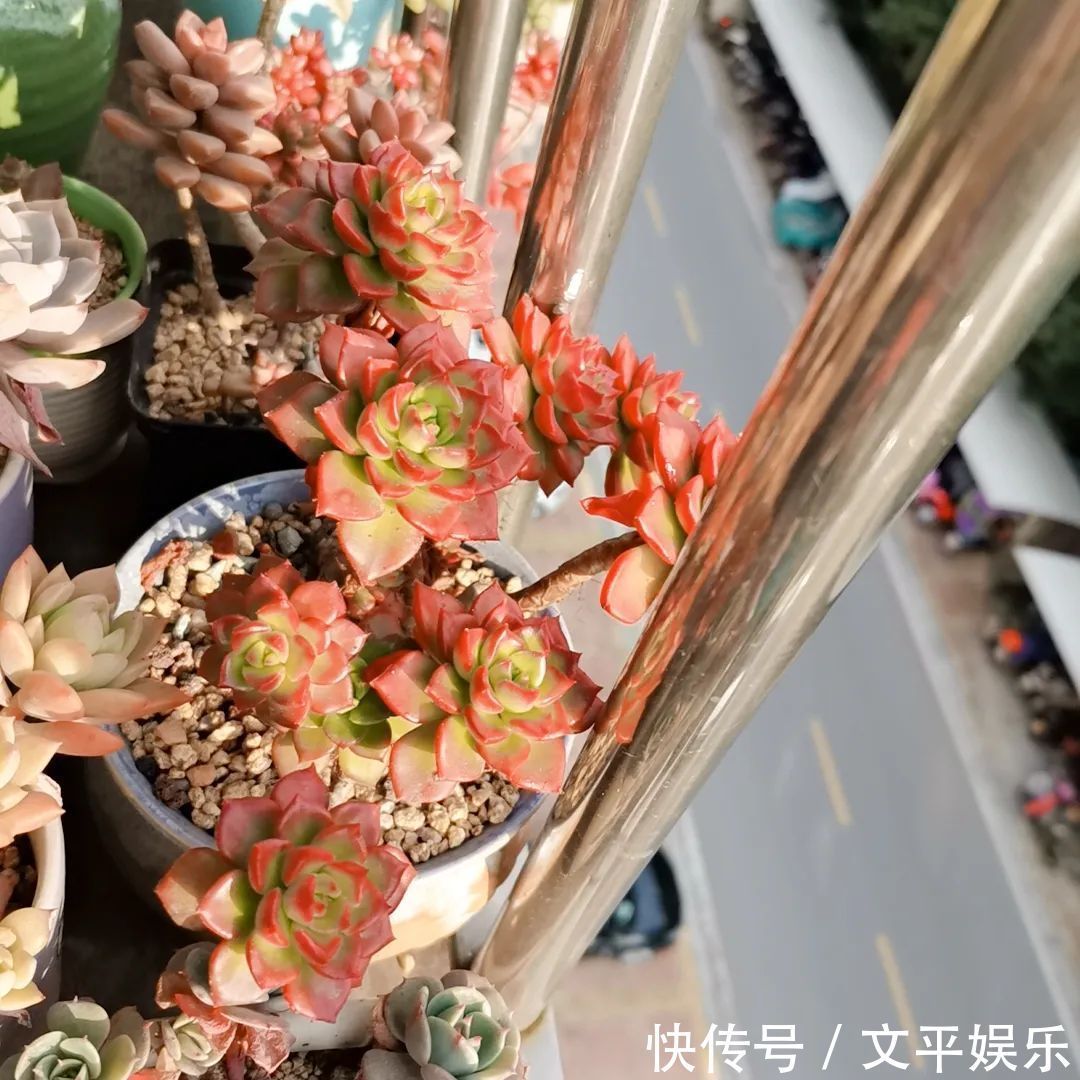 一组逆袭成功的多肉给它时间，它就会给你好看！