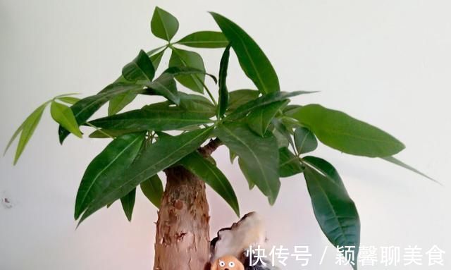 家里有6种花,赶紧擦点啤酒,保管长得绿油油,效果比施肥还好