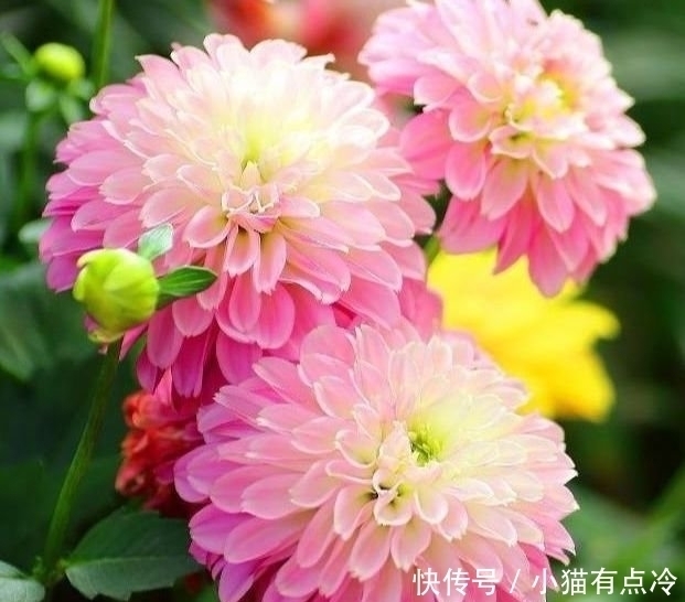 4种花高贵优雅,看了就让人沉醉,一年四季开花不断,阳台变花园