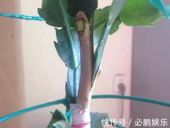 蟹爪兰嫁接1种枝条,花量暴增上百朵,开成大花树,还不烂根!