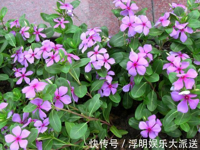 爆盆|养花就养3种花，随便养养就爆盆，一开300多天，全年不断花！
