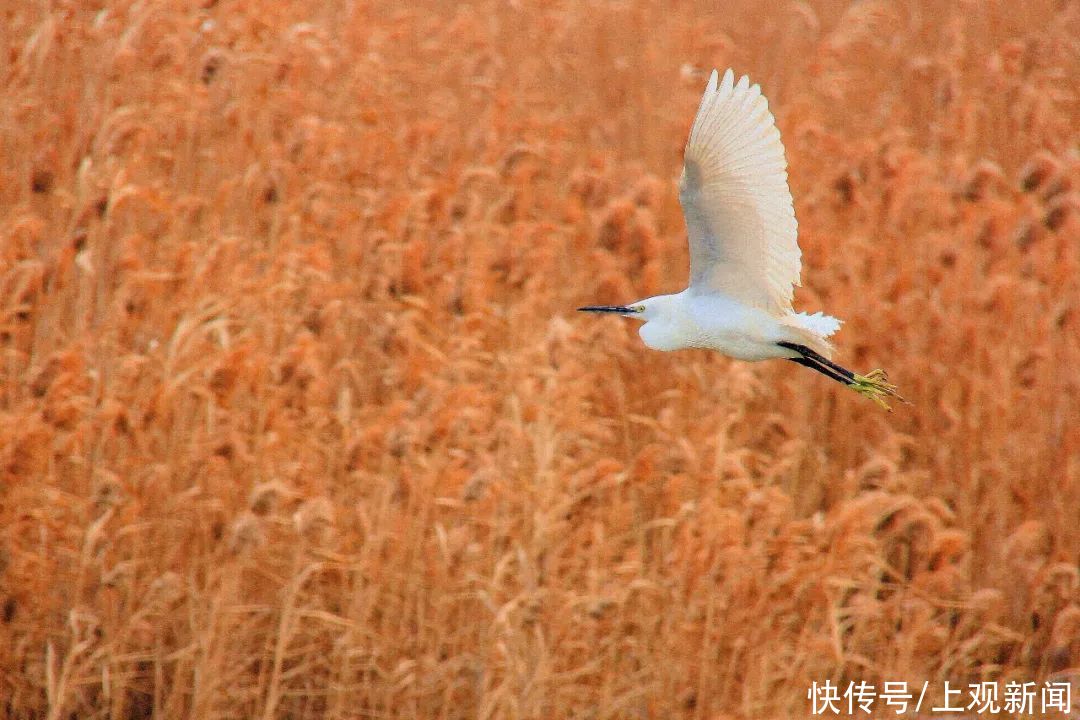 观鸟|这份崇明冬季最强观鸟攻略，带你探秘飞羽世界