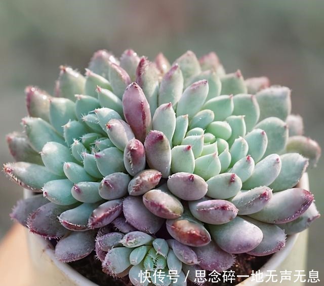 这三“普货多肉”寓意好,越老越值钱,养成老桩可当“传家宝”!