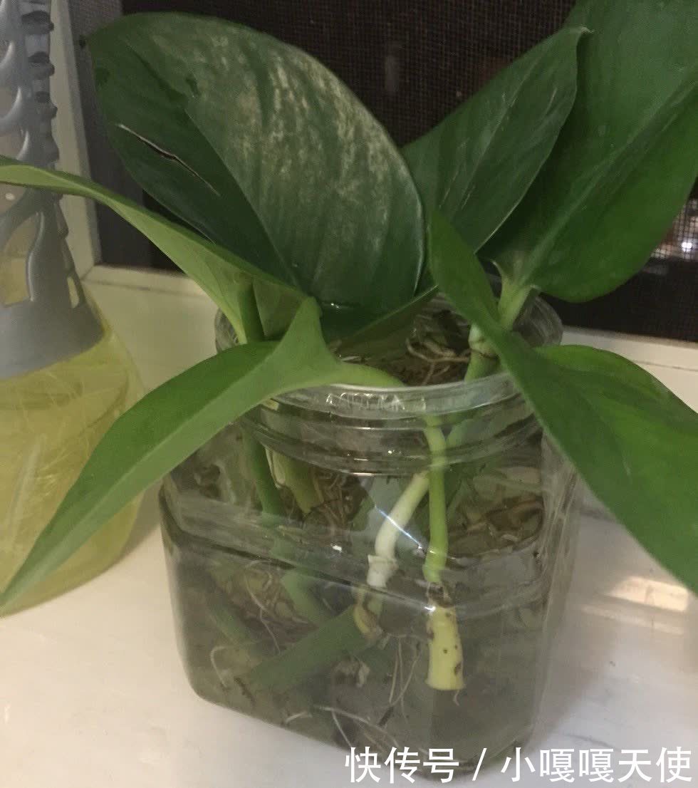 家里有不用的瓶子,拿来水培3种绿植,简单好养清新漂亮