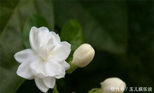 家养|你家养的有茉莉花吗关于茉莉花度夏的3个错误,别说没提醒