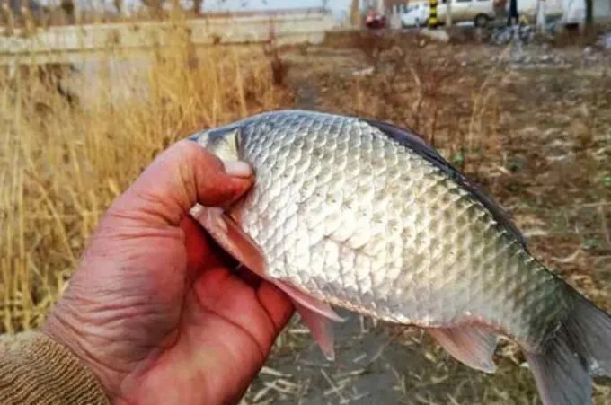 矿泉水瓶|这5种开饵水，据说比小药还好使！老司机都偷偷的用，你知道么？