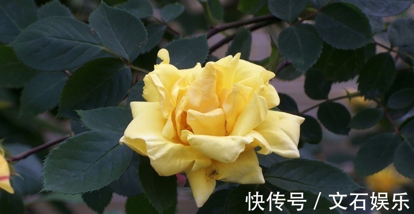 家庭生活|越老越清闲的三大生肖女,老公宠子女孝顺有出息,日子越过越富有