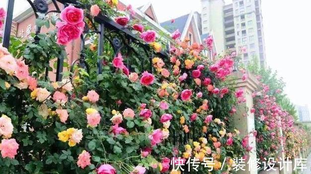 月季|藤本月季要养多久才能爬墙？这可能是你误会了，它没有这项能力