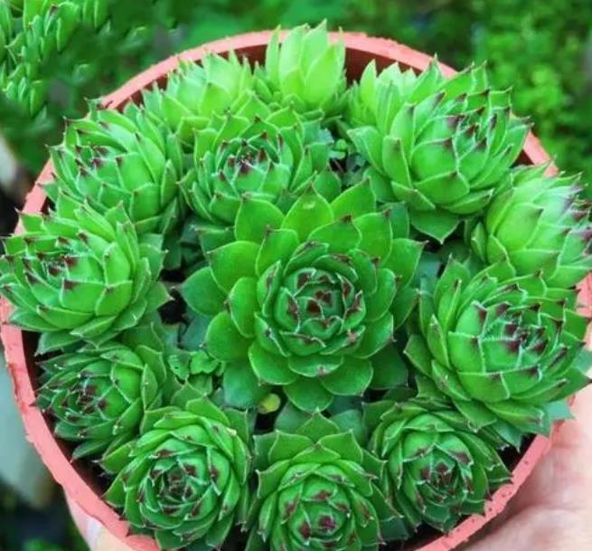 4种漂亮多肉 夏天变成 大水桶 水越多越旺盛 不黑腐不化水 粉紫色