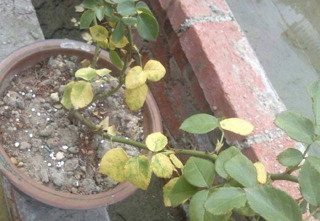 天暖了,“2种”水别拿来浇花,浇一盆死一盆,莫忽视