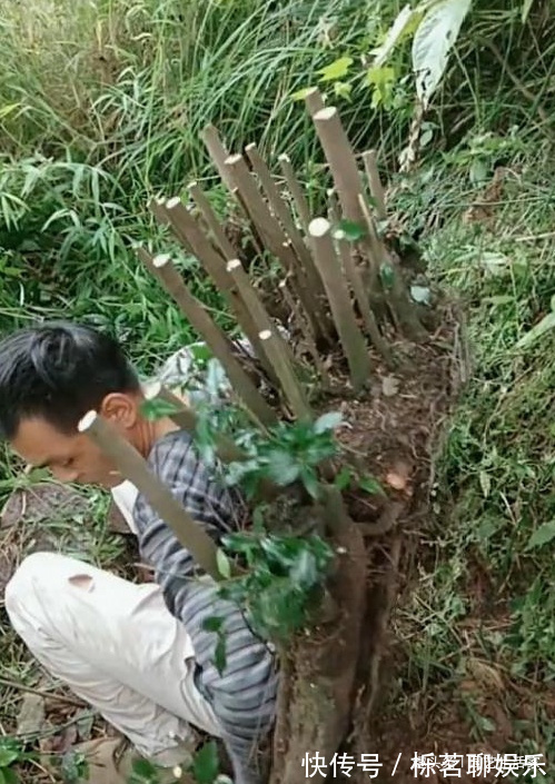 生活家|表哥山上挖得1棵“金弹子”,背下山卖了3千8,网友物超所值