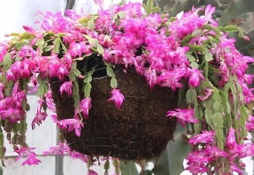将此4点落实到位,盆栽蟹爪兰,将年年一茬又一茬地开花