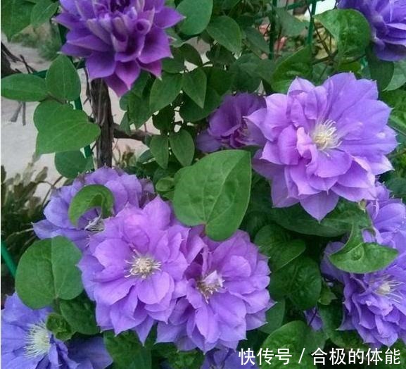 她在小院子里种了一种花，开花独特又漂亮，路人都说“头回见”！