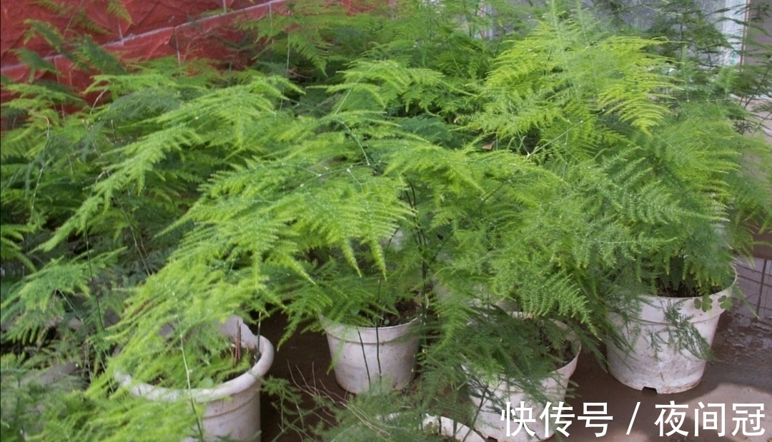 怎样让文竹保持低矮造型?在养护时,只需给它做这几件事