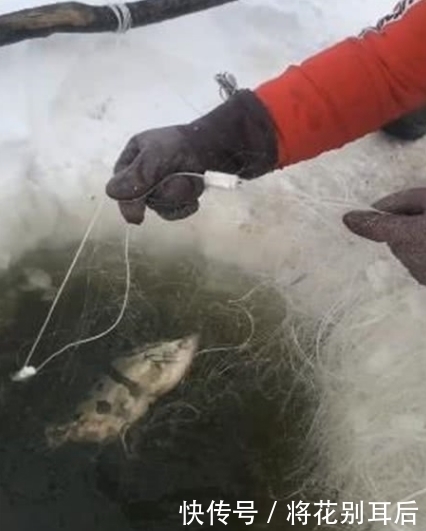 钓友|男子不听朋友劝阻,冰洞里撒网捕鱼,拉上来一看带“纹身”的