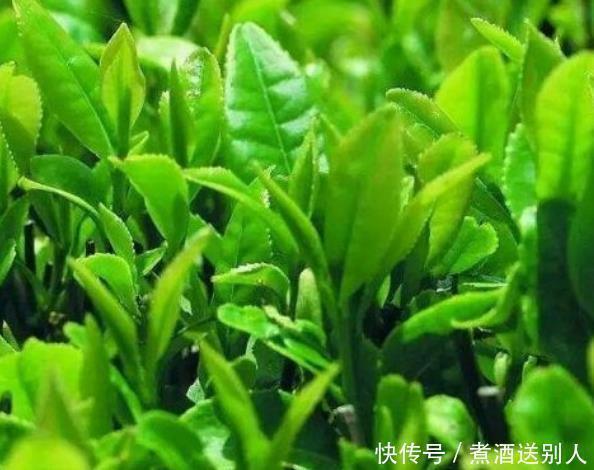 卵磷脂|为保护血管防止血栓,日常多摄取3类营养素,你清楚是哪3类吗