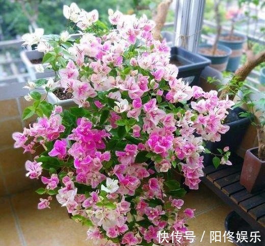 三角梅|家里就养5种花，耐旱又耐晒，开花红红火火，旺财又旺运！