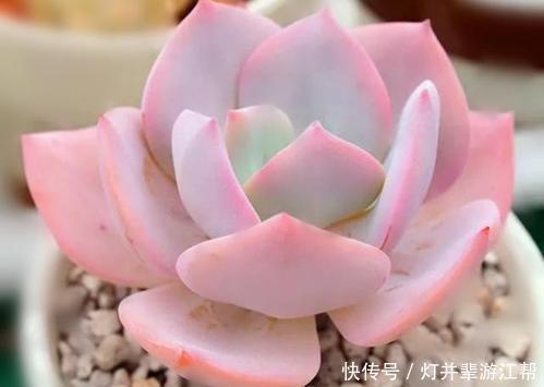 “3多肉”小苗太丑没法看,养一养,长成大苗后逆袭成“白天鹅”