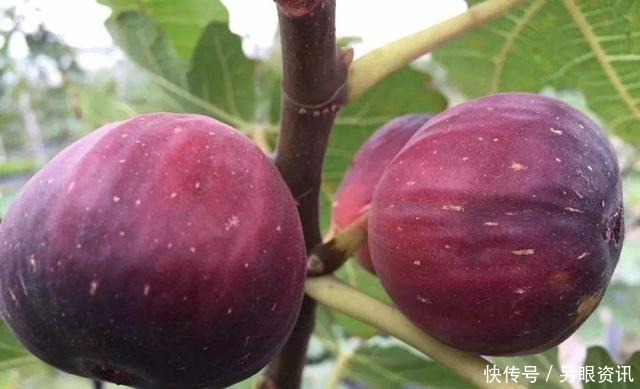 无花果快挂果了，有“2件事”别忘做，果子不止多一倍，甜度高