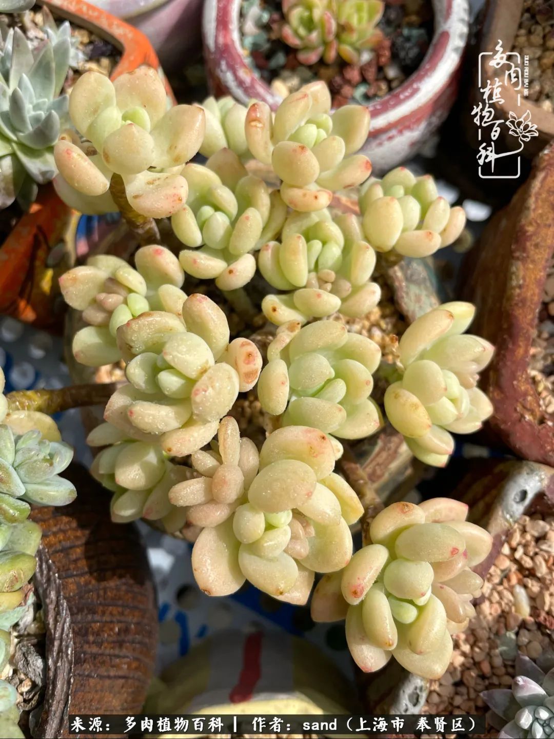 带着200多盆多肉,三个月搬两次家,是一种怎样的体验