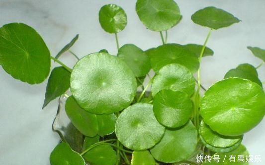 增肥|铜钱草越养越“瘦小”吃点“增肥水”，半月不到，蹭蹭胖2圈