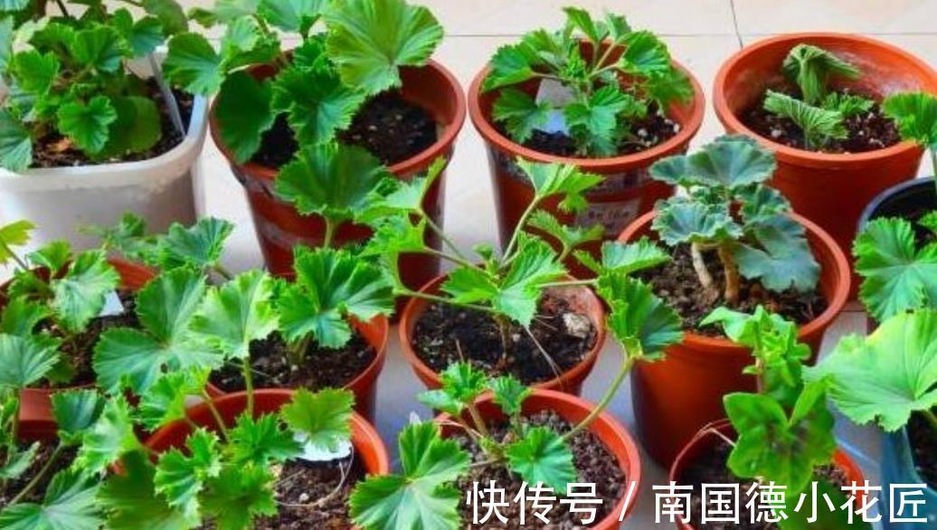 秋天|9月适合扦插繁殖,6种花容易生根,插上就能成活