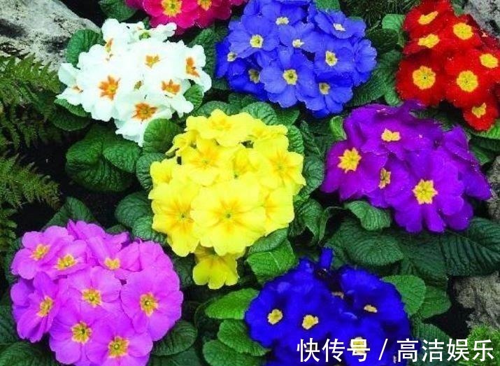 4种花一养就上瘾,沾土就活,花期长达200天,阳台养出小花园