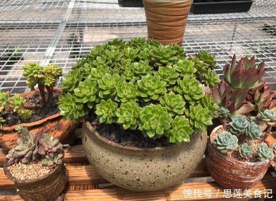 给花草换盆怕入坑掌握6处正确做法，再不用烦恼伤亡问题