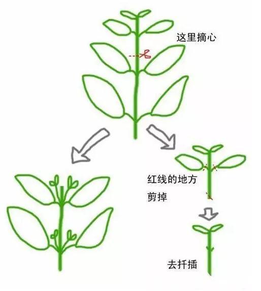植株|园艺师教你!夏天养花“学1招”,养20天有惊喜,新枝多、开花多