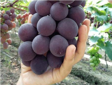 食物|吃葡萄一小时内, 别碰3种食物, 影响身体健康,早知早受益