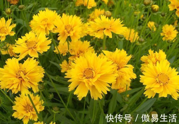 碧冬茄|家里有异味,不如养这些花朵,花开美艳动人,清香四溢保你睡眠好
