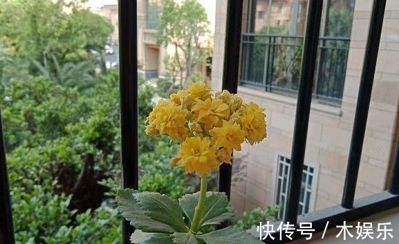 给长寿花喝一碗神仙水，一到花期猛窜花蕾，养1盆爆1盆！