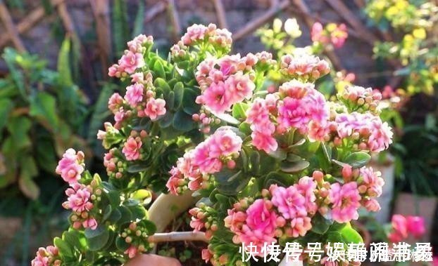 满盆|长寿花根系很弱,教你一个“养根”技巧,根系长满盆开花才会多!