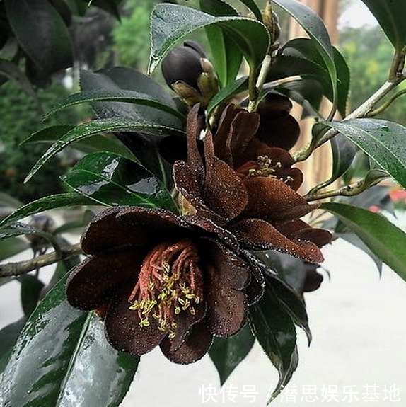 10种罕见的黑色花,都说很高贵,我怎么觉得诡异?