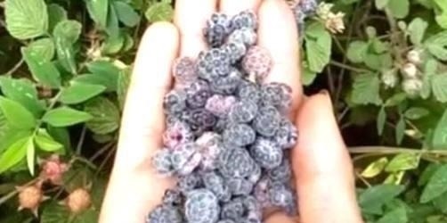 农村|农村特有的这种“鸡屎泡”,你吃过没?中医说它可是味很好的药材