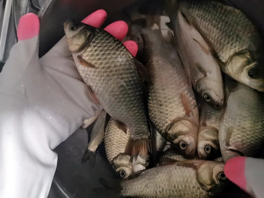 冬钓如何快速上鱼？学会这几招，鲫鱼比夏天还好钓