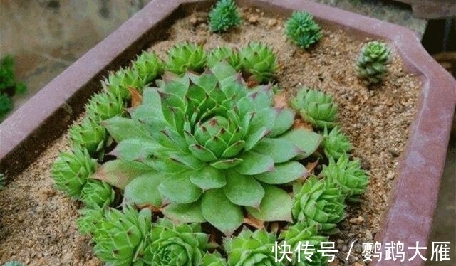 休眠|喜欢能爆一圈侧芽的多肉,就别惦记观音莲了,选2种多肉不后悔
