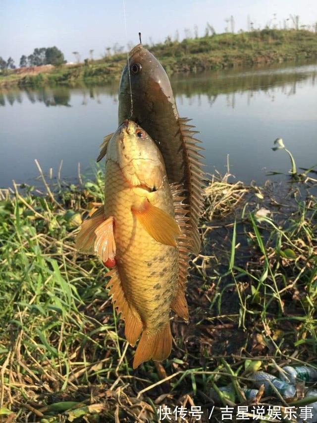 华鳈|九成钓友都会把这几种鱼认错,和牢底坐穿鱼搞混就麻烦了