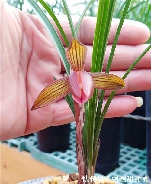 春兰十大红素之首“醉红素”,花色妖艳,兰香浓郁,新手也能养好