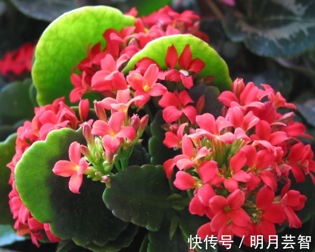 爆盆|长寿花爆盆技巧有哪些,知道这些方法,养护起来更加轻松