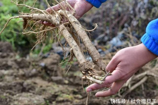 养肝|中医黄芪巧搭一物“赛人参”,连用一周后,“肝净”如新