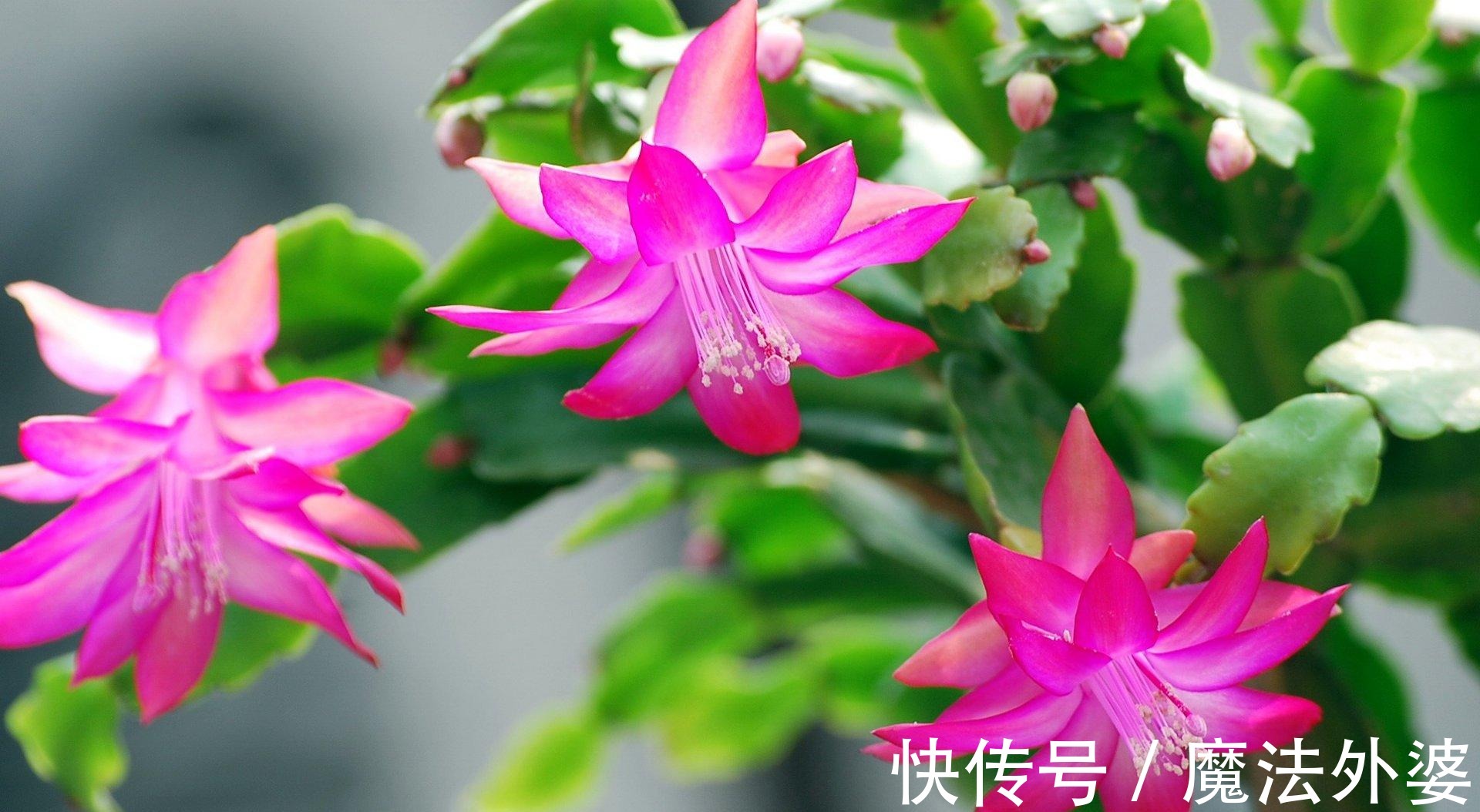 枝条|冬天“扦插”4种花,正是好时机,生根快,成活率高,容易的很