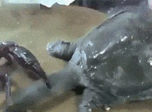 |搞笑GIF:是谁说喜欢苗条的妹子 你们看看这位美女怎么样?