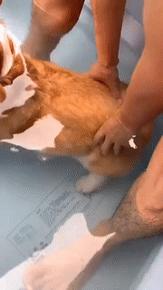 |搞笑GIF趣图姑娘,你这是练的什么武功,还收徒弟吗?